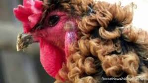 Check spelling or type a new query. Chinese Chicken With Permed Hair Goes Viral Video Dailymotion