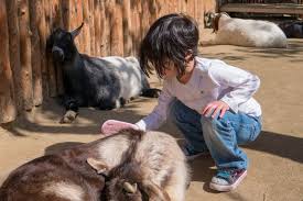 Save with 9 san diego zoo offers. Get The Most Out Of Your Visit To San Diego S Zoo Safari Park Go San Diego