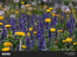Your purple flowers background stock images are ready. Yellow Dandelions Image Photo Free Trial Bigstock