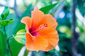Can Hibiscus Flowers Hurt Dogs If They Eat The Blooms
