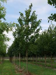 Us/na plant yes state distribution. Acer Saccharum Sugar Maple Rock Maple Van Den Berk Nurseries