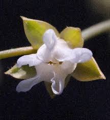 Image result for Limeum sulcatum