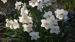 Make your device cooler and more beautiful. Flowers Free Stock Video Footage By Motion Places