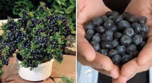 Wie Ihr Im Eigenen Garten Unendlich Viele Blaubeeren Ernten Ka Nnt Garten Pflanzen Blaubeeren Pflanzen Garten