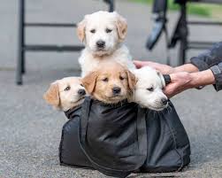 Puppies in louisiana is a veteran owned and family operated organization. Litter Of 11 Orphaned Puppies Nursed Back To Health Now Up For Adoption Ctv News