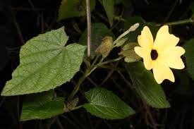 Image result for Thomandersiaceae