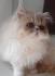 Cream Persian Kittens | Cream Persian Cats | Cream Colored ...