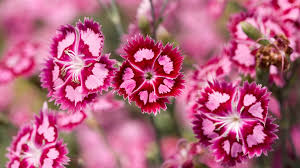 Hd wallpapers and background images. Windows Backgrounds Desktop Background Rose Flower Wallpaper