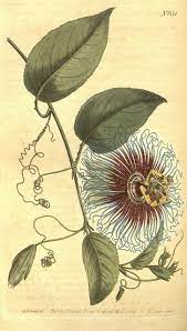 N136 W1150 Botanical Drawings Botanical Painting Botanical Illustration