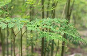 Image result for Moringa oleifera