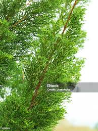 Image result for Cupressaceae