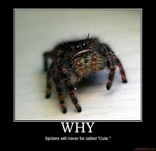 I X Spiders But They Are Cute Spider Spiders Funny Spider Meme