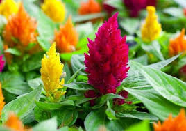 Apr 21, 2021 · some full sun perennials might need a little sun protection during the hottest part of the day. Pin On Garden Treasures