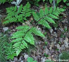 Image result for Pteridium aquilinum