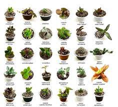 Este video te va ayudar a encontrar el nombre de algunas especies que tal vez buscabas. Pin De Marsha East En Identificacion De Cactus Identificacion De Cactus Plantas Crasas Plantas Suculentas