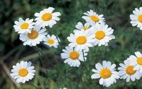 Image result for Pyrethrin