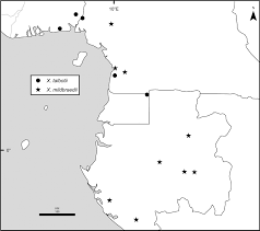 Image result for Ixora mildbraedii