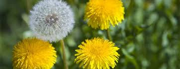 Cây bồ công anh: Tác dụng chữa bệnh và lợi ích sức khỏe | Hoàn Mỹ