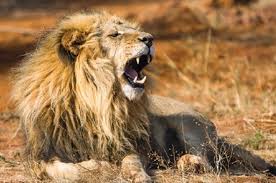 El instituto profesional los leones, con más de 40 años formando más de 21.000 egresados técnicos y profesionales que hoy son un aporte positivo en el mercado laboral y la actualidad chilena. Los Leones Son Los Felinos Mas Inteligentes Scientific American Espanol