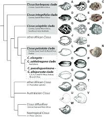 Image result for Cissus integrifolia