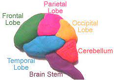 Neuroscience For Kids - Models