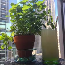 Apr 12, 2021 · you can make the best mojito in just two simple steps. Make The World S Best Mojito Without A Single Mint Leaf Muddled Boozist