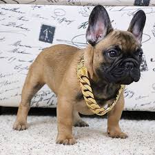 Black And Brown French Bulldog Puppies The Cuban Collar From Bigdogchains Com Great On Bigger Frenchies The Only Breed That Fits In Our Big Chains And O French Bulldog Puppies Bulldog French Bulldog