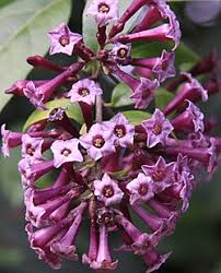Image result for Cestrum × cultum