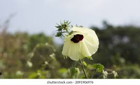 Image result for Hibiscus vitifolius
