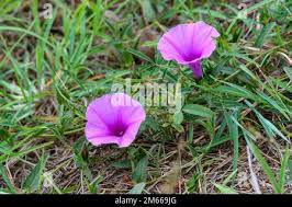 Image result for Ipomoea crassipes