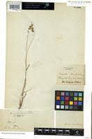 Image result for Eragrostis turgida