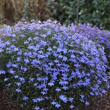 Image result for Lobelia thermalis