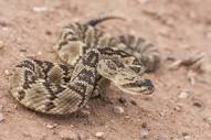 Twin Peaks Veterinary Offers Rattlesnake Avoidance Training - Twin ...