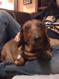Free female chiweenie golden puppies to new home. Happy Tails Dachshund Rescue Of North America