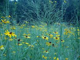 Image result for Renealmia susanneae-katziae