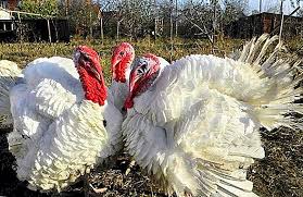 Average prices of more than 40 products and services in turkey. Turkeys The Best Breeds For Home Breeding Photo And Description Poultry Farming