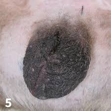 Image result for scrotum dog skin peeling