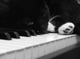 Black And White Kitty Wallpaper Cats Wallpapers Cats On A Piano Best Wallpaper Collection Cat Wallpaper Cats Cat Facts