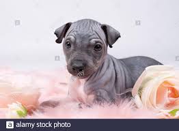 We did not find results for: American Hairless Terrier Stock Photo Alamy