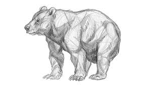 We've got 10 easy pictures for beginners to draw. How To Draw A Bear In 5 Simple Steps Creative Bloq