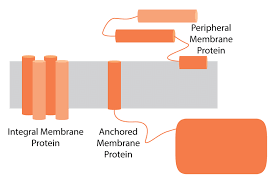 In signaling and transport pathways. 2 Three Classes Of Membrane Proteins Integral Membrane Proteins Are Download Scientific Diagram
