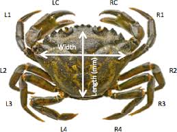 Figure 5 From Carcinus Maenas A Demographic Study Of An