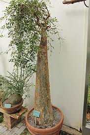 Image result for Cyphostemma congestum