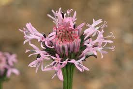 Image result for Indigofera pulchra