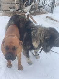 My pete is loyal and smart. My Male Ovcharka Bred To My Female Boerboel They Re Both Excellent Guard Dogs On My Farm Ovcharka