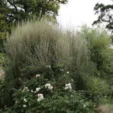 Image result for Lannea virgata