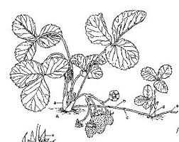 Cilek Yetistiriciligi