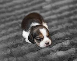 They have a distinct bark when on the trail. Premium Photo Cute Newborn Beagle Puppy Sleeping On Grey Veil Close Up