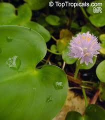 Image result for Pontederiaceae