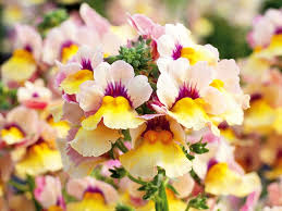 3 696 просмотров 3,6 тыс. Sommerblumen Pflegeleichte Dauerbluher